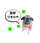 パグのふーちゃんスタンプ（個別スタンプ：22）
