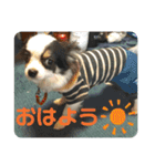 実家のアイドルぎん君（個別スタンプ：1）