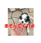 実家のアイドルぎん君（個別スタンプ：4）