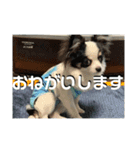 実家のアイドルぎん君（個別スタンプ：5）