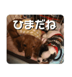 実家のアイドルぎん君（個別スタンプ：7）