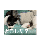 実家のアイドルぎん君（個別スタンプ：9）