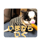実家のアイドルぎん君（個別スタンプ：13）