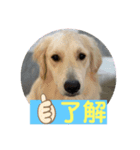 きなたんのすたんぷ❷（個別スタンプ：3）