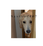 きなたんのすたんぷ❷（個別スタンプ：4）