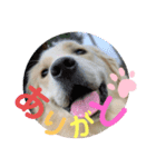 きなたんのすたんぷ❷（個別スタンプ：7）