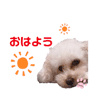 ちゃめしがスタンプになったよ（個別スタンプ：5）
