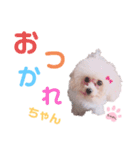 ちゃめしがスタンプになったよ（個別スタンプ：16）
