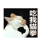 とても普通の猫と友達2（個別スタンプ：2）