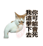 とても普通の猫と友達2（個別スタンプ：3）