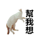 とても普通の猫と友達2（個別スタンプ：4）