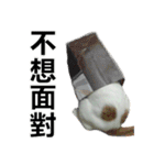 とても普通の猫と友達2（個別スタンプ：5）