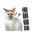 とても普通の猫と友達2（個別スタンプ：6）