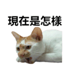 とても普通の猫と友達2（個別スタンプ：8）