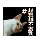 とても普通の猫と友達2（個別スタンプ：9）