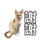 とても普通の猫と友達2（個別スタンプ：10）
