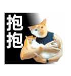 とても普通の猫と友達2（個別スタンプ：11）