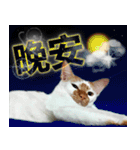 とても普通の猫と友達2（個別スタンプ：12）