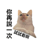 とても普通の猫と友達2（個別スタンプ：13）
