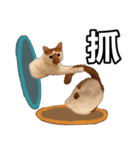 とても普通の猫と友達2（個別スタンプ：14）
