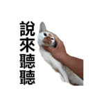 とても普通の猫と友達2（個別スタンプ：15）