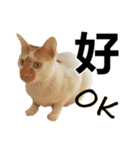 とても普通の猫と友達2（個別スタンプ：16）