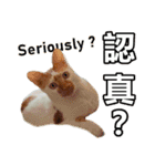 とても普通の猫と友達2（個別スタンプ：17）