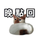 とても普通の猫と友達2（個別スタンプ：18）
