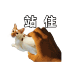 とても普通の猫と友達2（個別スタンプ：21）