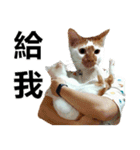とても普通の猫と友達2（個別スタンプ：22）