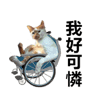 とても普通の猫と友達2（個別スタンプ：23）