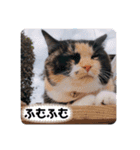 Life with animals！！（個別スタンプ：3）