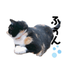 Life with animals！！（個別スタンプ：4）