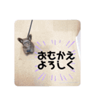 Life with animals！！（個別スタンプ：25）