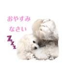 森の妖精ワンパラダイス（個別スタンプ：14）