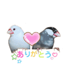 桜文鳥と白文鳥のスタンプ（個別スタンプ：1）