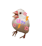桜文鳥と白文鳥のスタンプ（個別スタンプ：2）