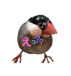 桜文鳥と白文鳥のスタンプ（個別スタンプ：4）