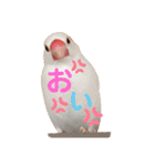 桜文鳥と白文鳥のスタンプ（個別スタンプ：5）