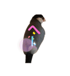 桜文鳥と白文鳥のスタンプ（個別スタンプ：8）