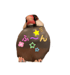 桜文鳥と白文鳥のスタンプ（個別スタンプ：9）