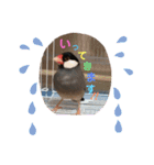 桜文鳥と白文鳥のスタンプ（個別スタンプ：10）