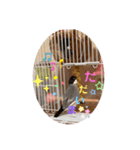 桜文鳥と白文鳥のスタンプ（個別スタンプ：11）