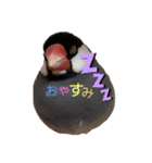 桜文鳥と白文鳥のスタンプ（個別スタンプ：15）