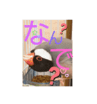 桜文鳥と白文鳥のスタンプ（個別スタンプ：17）