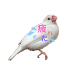 桜文鳥と白文鳥のスタンプ（個別スタンプ：26）