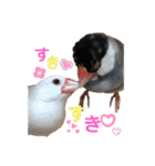 桜文鳥と白文鳥のスタンプ（個別スタンプ：28）