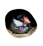 桜文鳥と白文鳥のスタンプ（個別スタンプ：29）