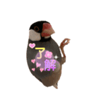 桜文鳥と白文鳥のスタンプ（個別スタンプ：31）