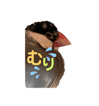 桜文鳥と白文鳥のスタンプ（個別スタンプ：32）